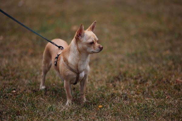 Was sind die besten Übungen zur Stärkung des unteren Rückens?